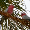 Zdjęcie z Australii - Niecodzienni goscie na moich palmach - para kakadu rozowych