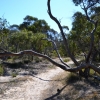 Zdjęcie z Australii - Drzewa rosnace na piaszczystej glebie i smagane przez sztormy maja fantazyjne ksztalty