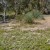 Zdjęcie z Australii - Piaszczyste polany usiane sa drobnymi, pieknie pachnacymi kwiatkami