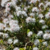 Zdjęcie z Australii - Piaszczyste polany usiane sa drobnymi, pieknie pachnacymi kwiatkami