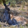 Zdjęcie z Australii - Kangur nie za wiele sobie robi z naszej obecnosci :)