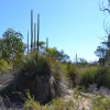 Zdjęcie z Australii - Wydmowy busz - rezerwat Aldinga Scrub