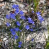 Zdjęcie z Australii - Flora rezerwatu Aldinga Scrub