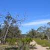 Zdjęcie z Australii - Na szlaku przez wydmowy busz w rezerwacie Aldinga Scrub