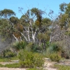 Zdjęcie z Australii - Rezerwat Aldinga Scrub - busz wydmowy