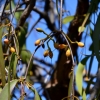Zdjęcie z Australii - Owoce jemioły ronacej na eukaliptusach