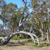 Zdjęcie z Australii - Drzewo wygiete przez sztormy
