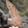 Zdjęcie z Australii - Z liscia eukaliptusa pozostal tylko szkielet :)
