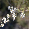 Zdjęcie z Australii - Kwitnie krzew heath tea-tree, co mozna przetlumaczyc jako wrzosowe drzewo herbaciane