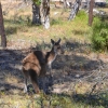 Zdjęcie z Australii - Jest nastepny kangur :)