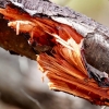 Zdjęcie z Australii - Czerwone drewno eukaliptus kamaldulskiego