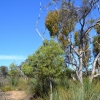 Zdjęcie z Australii - Po prawej eukaliptus wprost obwieszony jemiolami