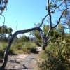Zdjęcie z Australii - Na szlaku przez wydmowy busz w rezerwacie Aldinga Scrub