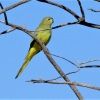 Zdjęcie z Australii - Łąkówka modrobrewa - mala papuzka