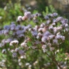 Zdjęcie z Australii - Kwitnie mirtowiec fringe-myrtle (calytrix tetragona)