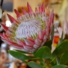 Zdjęcie z Australii - Kwiat protei