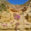 Zdjęcie z Australii - Wyroslo na piaskowcowej skale