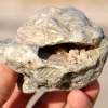 Zdjęcie z Australii - Muszla małży sprzed milionow lat wtopiona w piaskowiec...