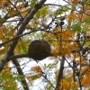 Zdjęcie z Australii - W koronie drzewa gliniane gniazdo gralin srokatych