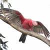 Zdjęcie z Australii - W Aldinga Scrub wita mnie otwartymi ramionami kakadu różowa :)