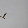 Zdjęcie z Australii - Jakis maly ptak odstrasza kanie zlotawa