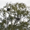 Zdjęcie z Australii - Wielkie gniazda kani zlotawych