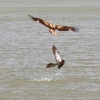 Zdjęcie z Australii - Jasniejszy ptak (kania albo rybołów) probowal upolowac rybe