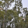 Zdjęcie z Australii - Nadlatuja kolejne kanie