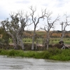 Zdjęcie z Australii - Martwe eukaliptusy