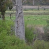 Zdjęcie z Australii - Z tego eukaliptusa aborygeni wycieli kore na budowe lodzi