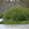 Zdjęcie z Australii - Brzegi rzeki Murray