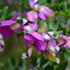 Zdjęcie z Australii - W zblizeniu...fikusne i piekne kwiaty