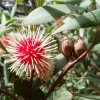 Zdjęcie z Australii - Kwiaty i owoce