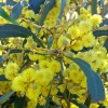 Zdjęcie z Australii - Kwitnie akacja australijska 