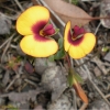 Zdjęcie z Australii - Kwitnie jakis malenki kwiatek