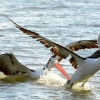 Zdjęcie z Australii - Pelikania awantura :)