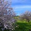 Zdjęcie z Australii - Wiosna wkolo - kwitna migdalowce