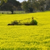 Zdjęcie z Australii - Stara rolnicza maszyna posrod szczawikowego pola...