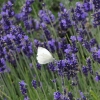 Zdjęcie z Polski - Za motylami można się tu naganiać. Są bielinki...