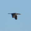 Zdjęcie z Australii - Leci kormoran srokaty