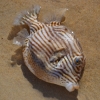 Zdjęcie z Australii - Morze wyrzucilo rybe z rodziny rozdymkowatych