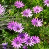 Zdjęcie z Australii - Wydmowe kwiaty