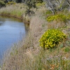 Zdjęcie z Australii - Nad strumieniem Pedler Creek