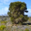Zdjęcie z Australii - Puchata rzewnia