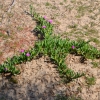 Zdjęcie z Australii - Zakorzeniona roslina rozrasta sie we wszystkich kierunkach