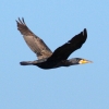 Zdjęcie z Australii - Leci kormoran zwyczajny