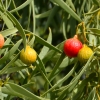 Zdjęcie z Australii - Owocuje quandong - owoce jadane przez Aborygenow