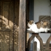 Zdjęcie z Polski - A na tym ganku zawsze spotykamy kota 😊