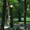 Zdjęcie z Polski - Zlamane drzewo - ofiara niedawnej wichury