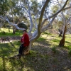 Zdjęcie z Australii - Mama przy eukaliptusie